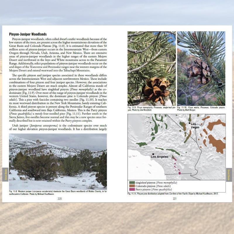 California Desert Plants