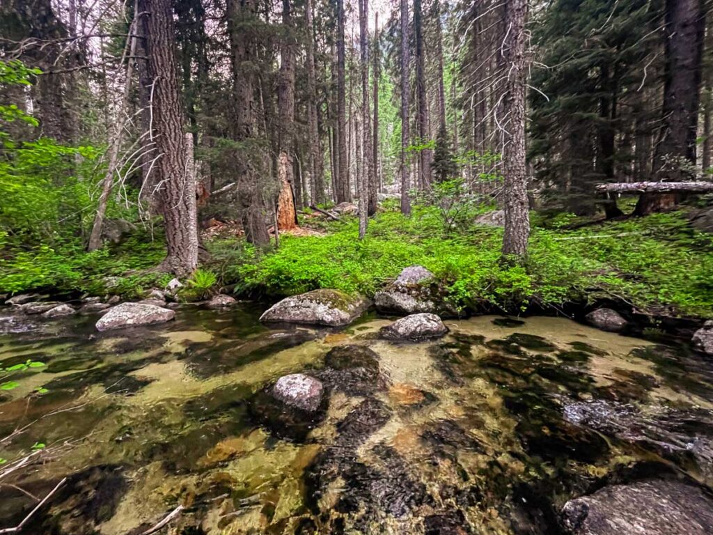 Engelmann Spruce and Subalpine Fir in California - Michael Kauffmann