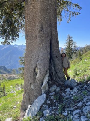 Champion Klamath foxtail pine