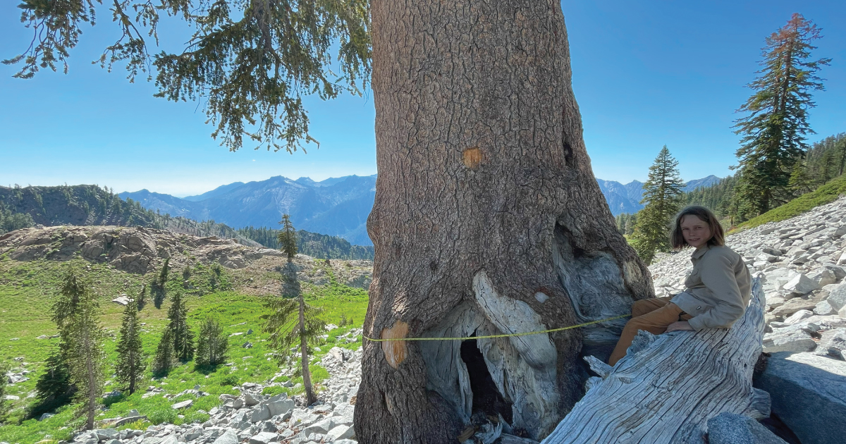 Champion Klamath foxtail pine