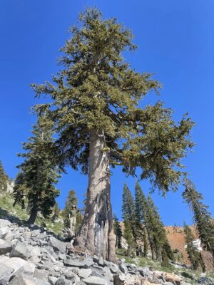 Champion Klamath foxtail pine
