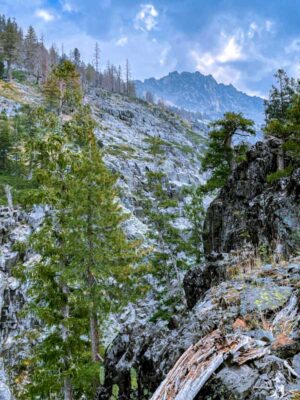 Brewer spruce stand approaching Papoose Lake.