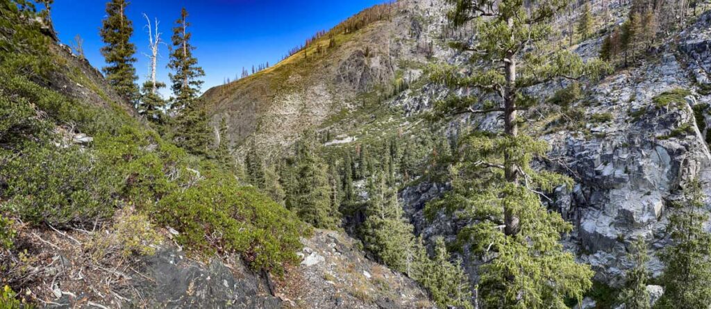 Extensive Brewer spruce forest along the outlet to Rattlesnake Creek.