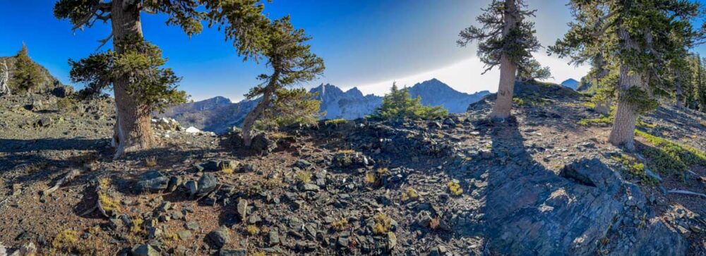 One of the smallest and most isolated groves of foxtail pines in the Klamath Mountains