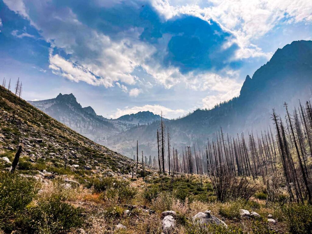White fir forest burned at high intensity by the 2021 River Complex in the Trinity Alps Wilderness.