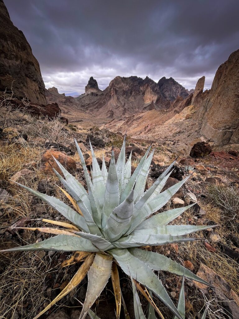 Agave glory