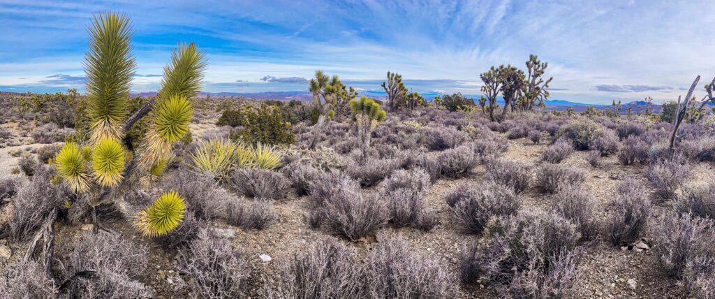 Joshua tree wilderness