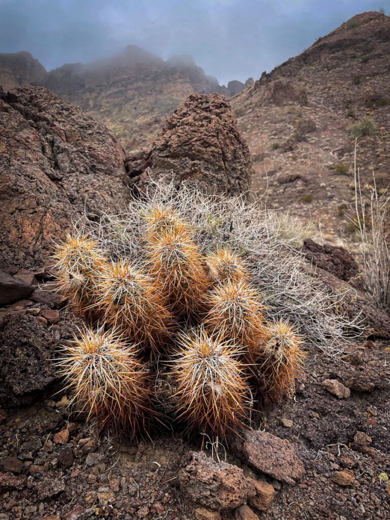 Hedgehog cactus (Echinocereus engelmannii engelmannii)