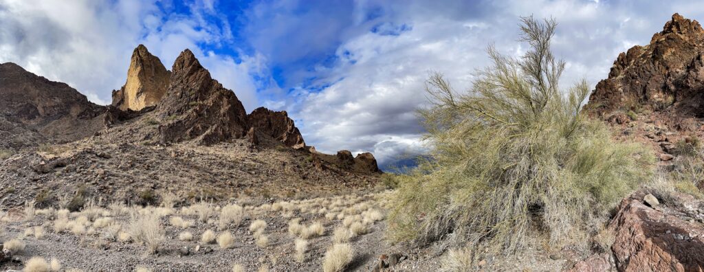 Palo verde wash in the Mojave-Sonoran transition zone of California