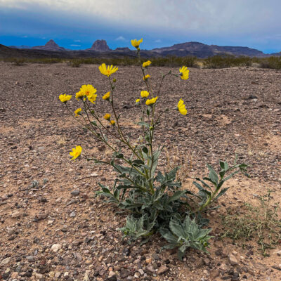 Desert Sunflower (Geraea canescens)