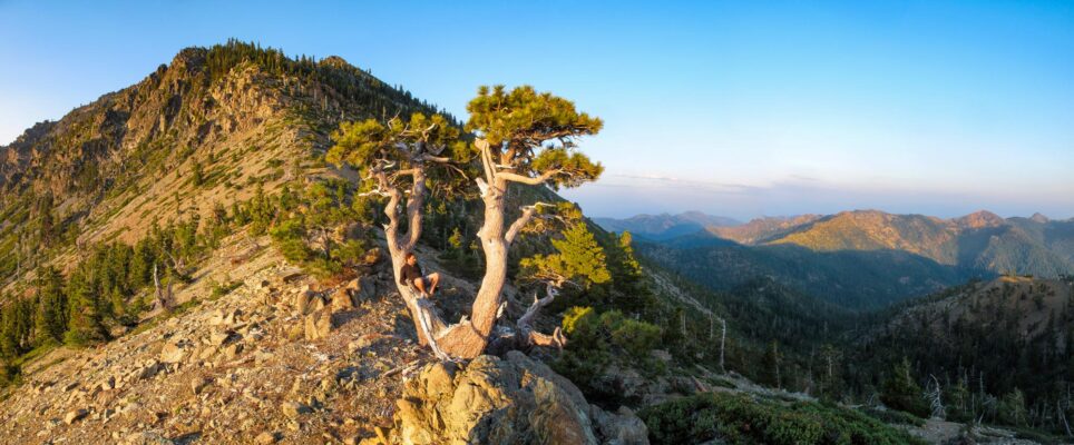Jeffrey pine (Pinus jeffreyi) in the Klamath Mountains.