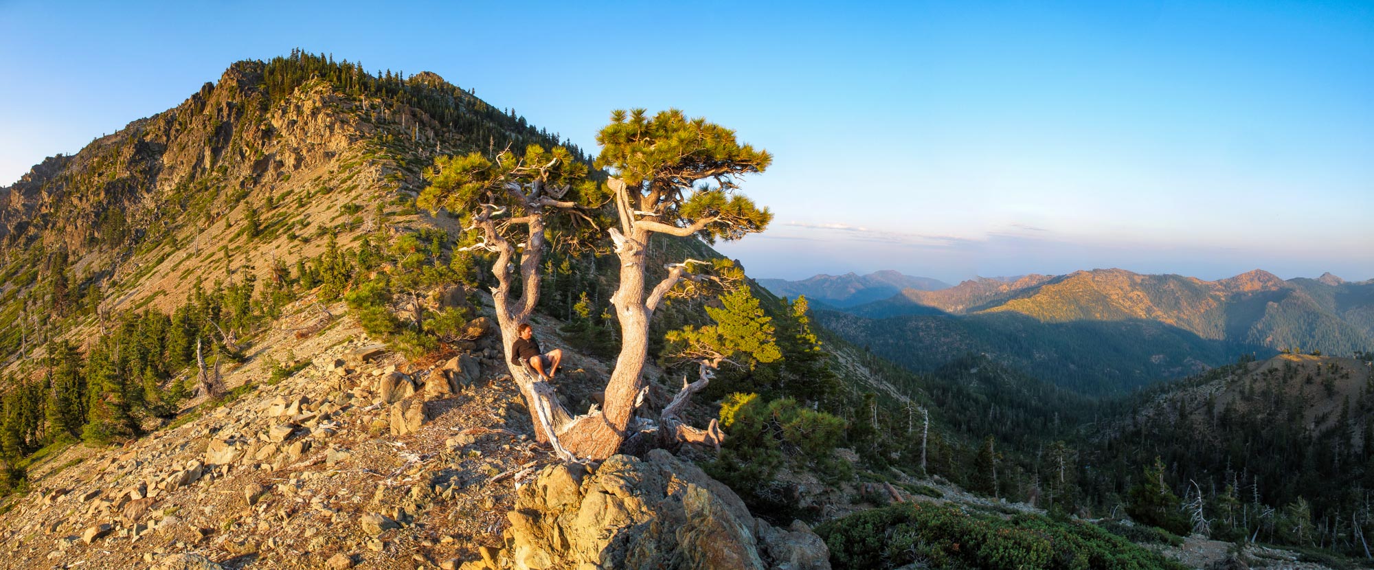 Jeffrey pine (Pinus jeffreyi) in the Klamath Mountains.