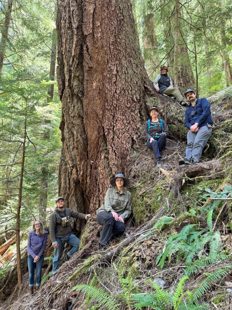 GIANT Douglas-fir
29’6” circumference 
60’ crown
240’ tall