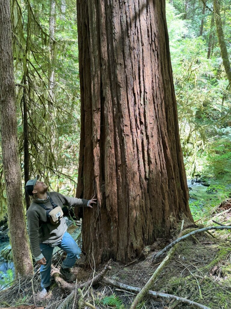 GIANT Port Orfod-Cedar
20’8” circumference 
55’ crown
219’ tall