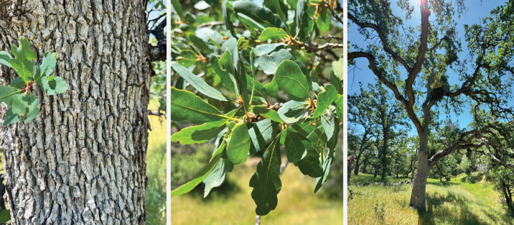 Blue Oak (Quercus douglasii)