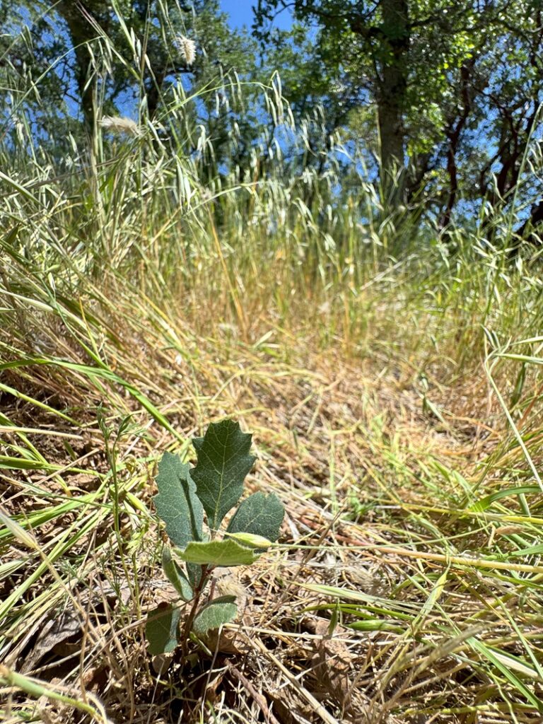 Blue oak seedlings are only found in ungrazed woodlands.