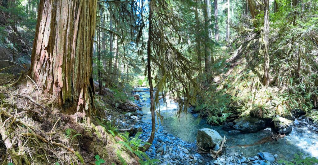 Research Natural Areas are special, intact ecosystems often surrounded by past human disturbance like logging.