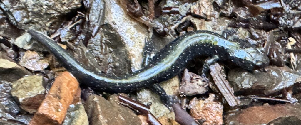 Shasta black salamander (Aneides iecanus)