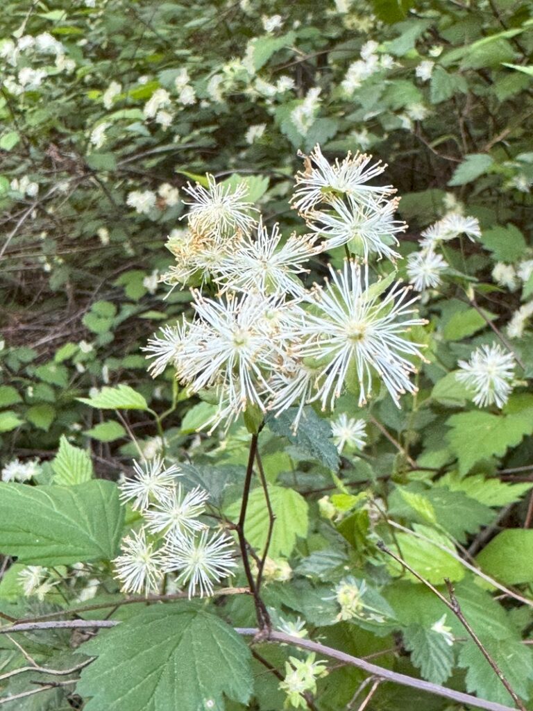 Shasta snow-wreath (Neviusia cliftonii)