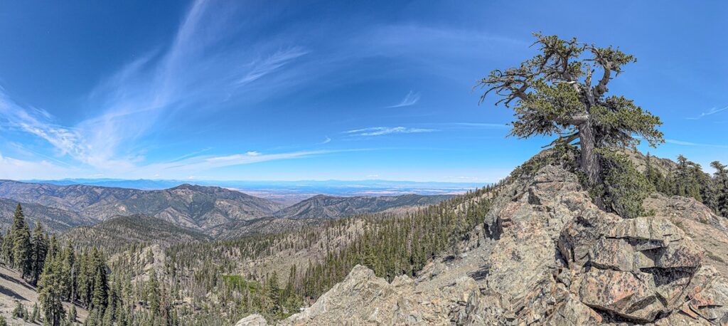 Klamath foxtail pines of Mount Linn