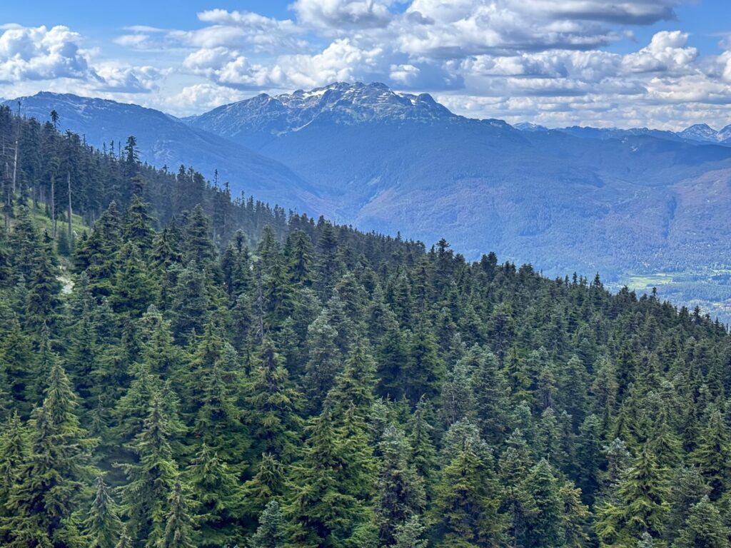 Conifer forests in the upper elevations above Whistler, BC are dominated by subalpine fir and mountain hemlock. See here from the Summit to Summit gondola.