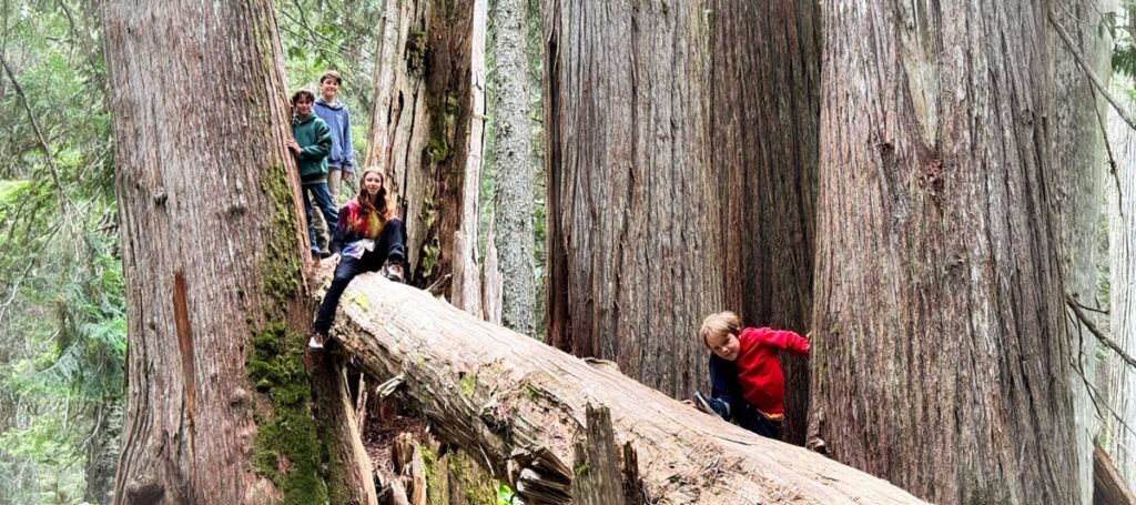 Massive western redcedars still survive in a few pockets around Whistler.