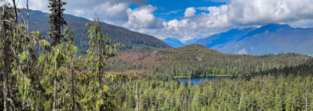 Yellow-cedar decorate a rock outcrop above a system of lakes. Notice the spruce budworms creating brown-outs on the branch tips of the distant Douglas-firs.