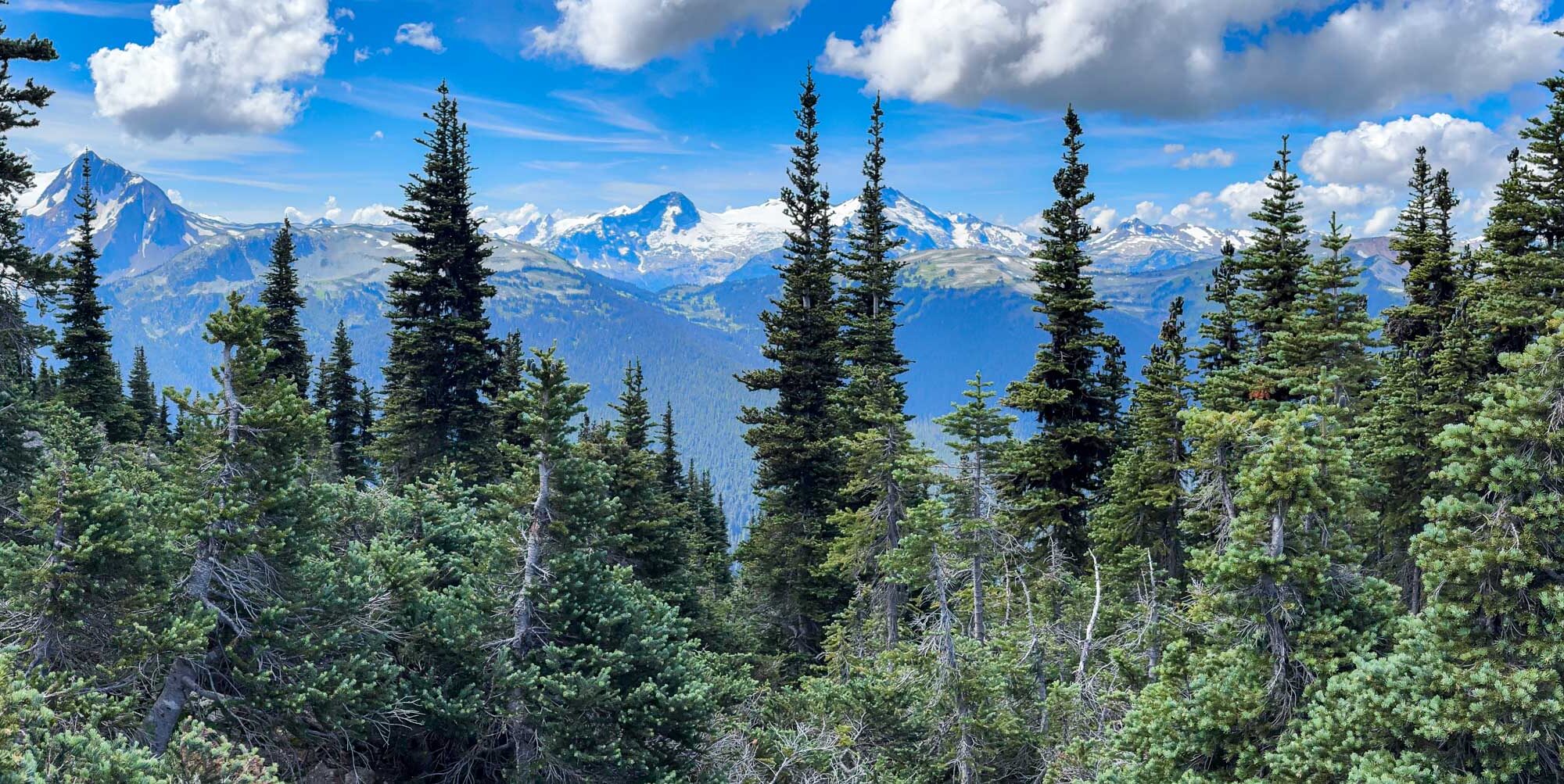 Subalpine fir in the high elevations of the Coast Mountains near Whistler, BC