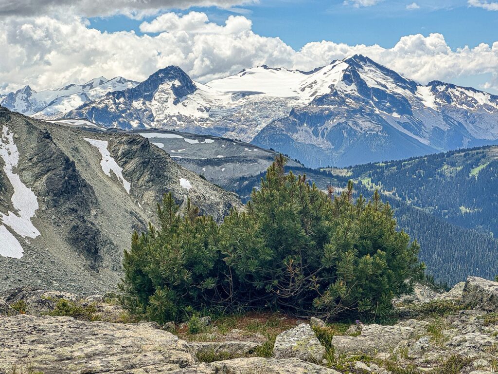 Whitebark pine (PInus albicaulis)