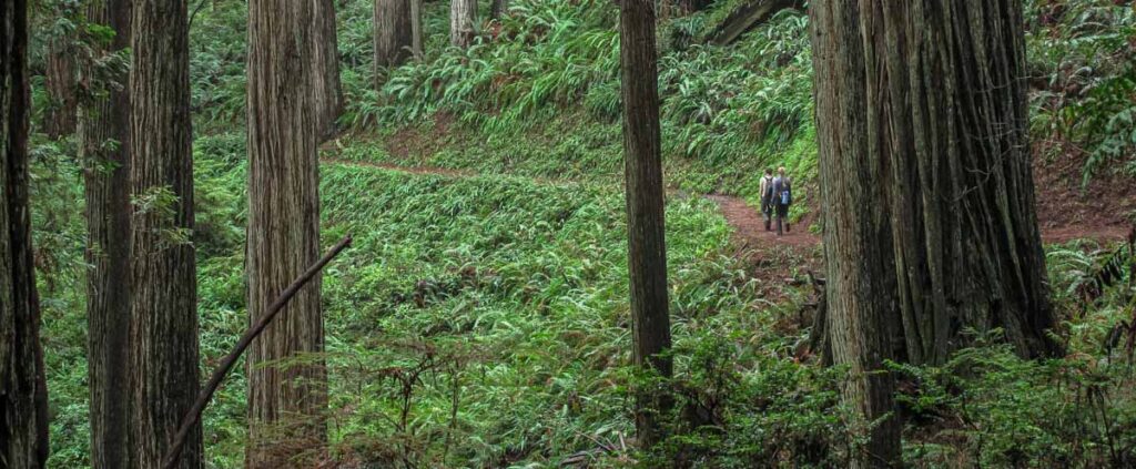 Walking through a redwood forest is like stepping back to the Cretaceous—one of the few places on Earth where the living green still echoes the world of 65 million years ago.