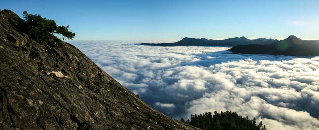 A lone Douglas-fir clings to the cliff above a river canyon veiled in fog—its roots gripping stone while the world below drifts and shifts like water and cloud.