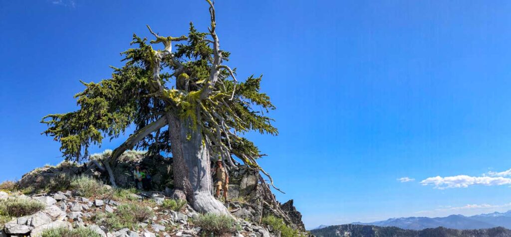 Ancient Klamath foxtail pine in the Trinity Alps.