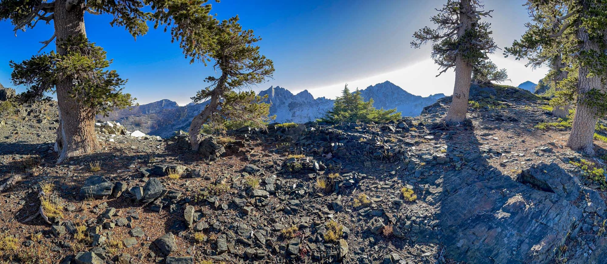 An ancient foxtail pine forest in the Trinity Alps.