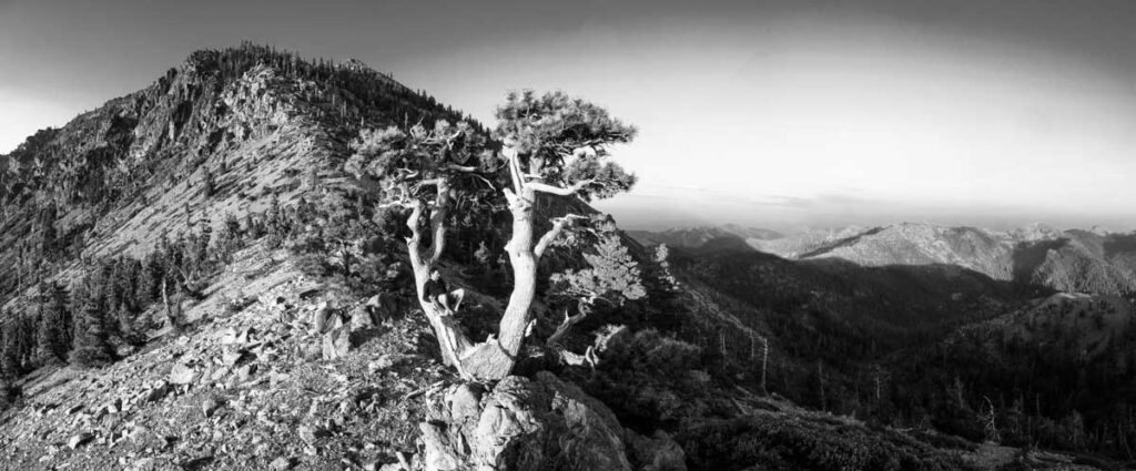 To sit with a tree is to remember how to be still—roots in the present, branches reaching for what’s possible.
