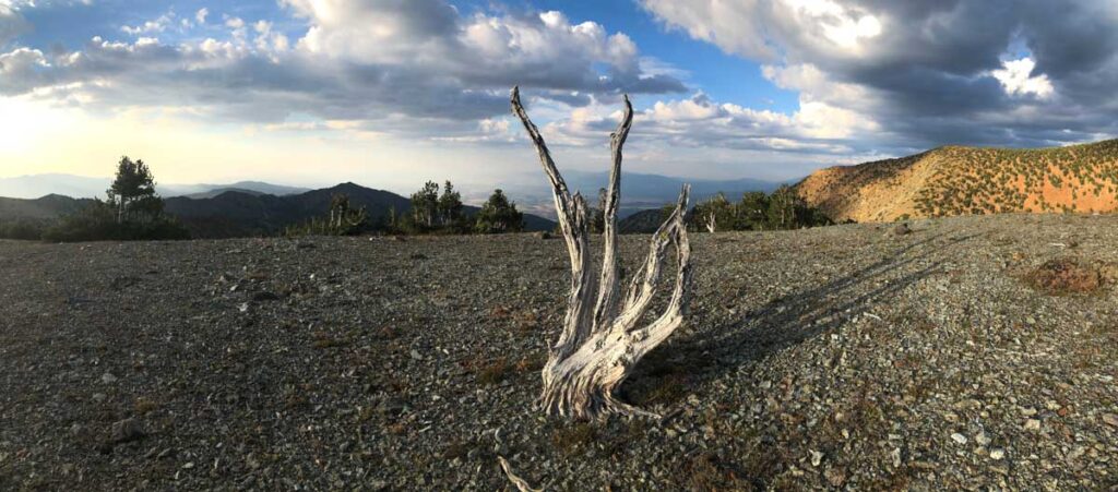 This weathered whitebark pine, long since dead yet still standing, began as seeds cached centuries ago by a Clark’s nutcracker—living testimony to how small acts can shape whole mountain worlds.