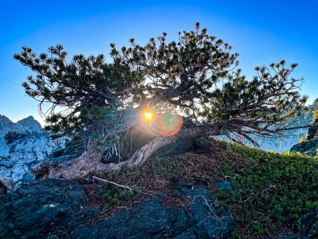 We can all benefit from finding hope in trees.