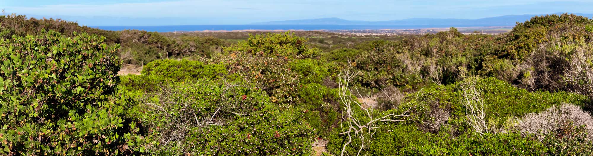 Manzanitas of Fort Ord