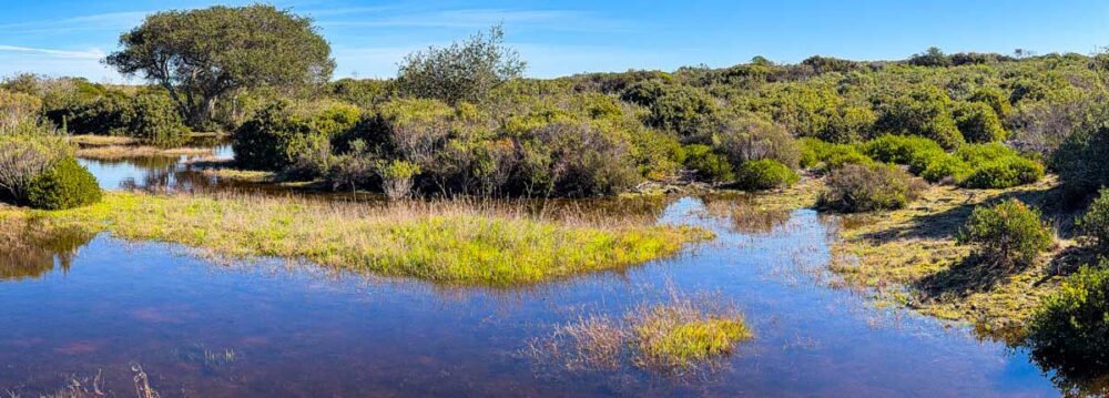Vernal pools abounded on our visit to Fort Ord National Monument, here framing a manzanita wonderland.