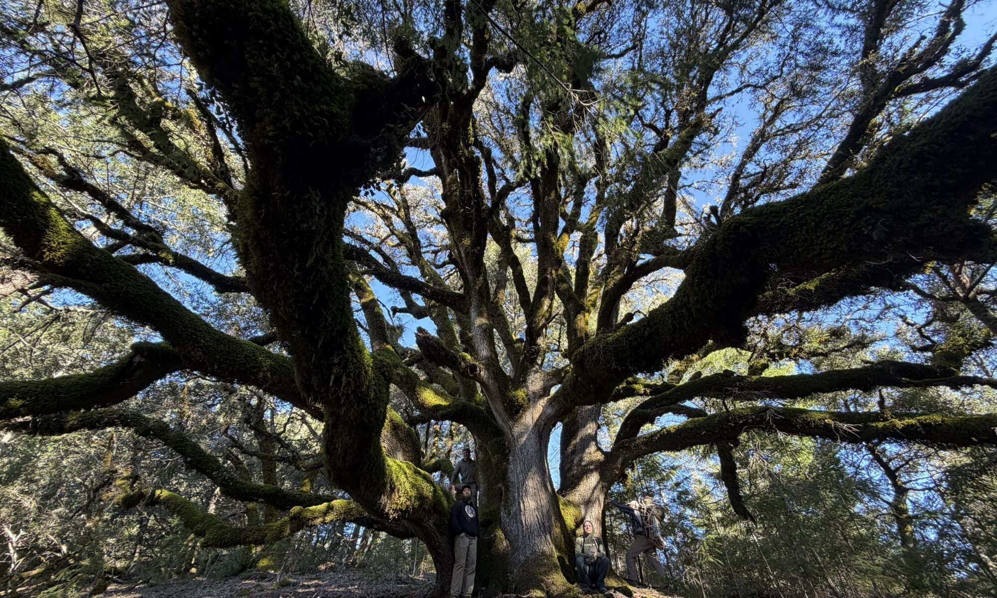 Canyon Live Oak