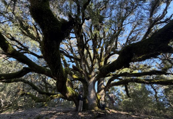 Canyon Live Oak